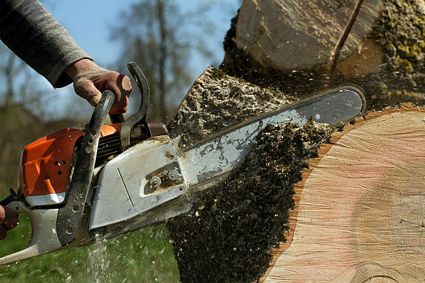 Gonzales, LA Tree Removal Company